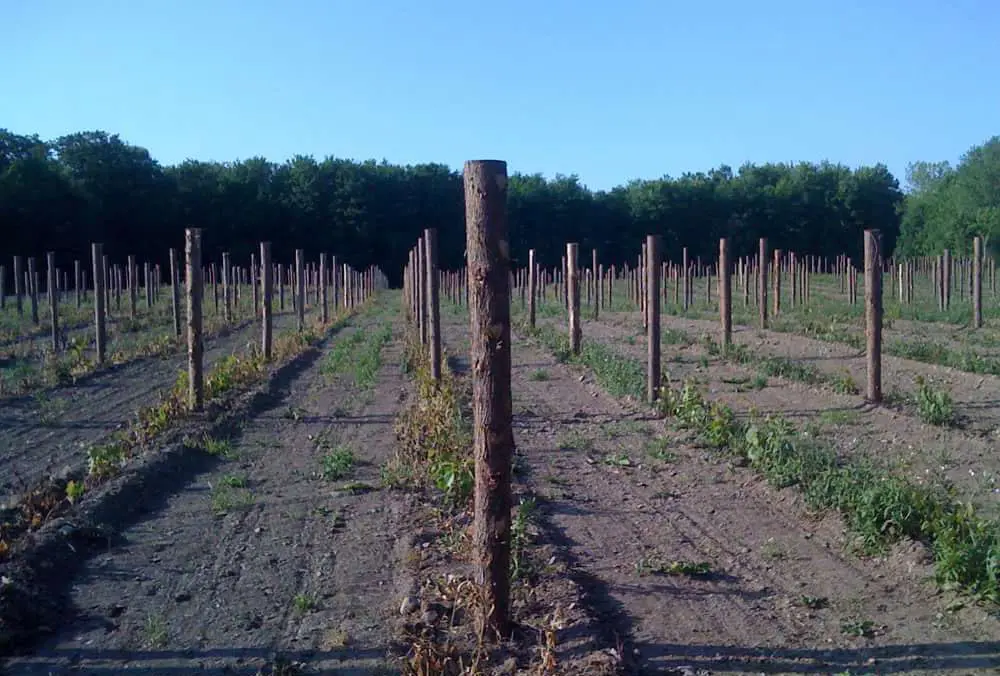 Piquets pour vignes